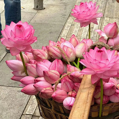🌸[7 days germination]💐The Sacred Bonsai Bowl Lotus Flower