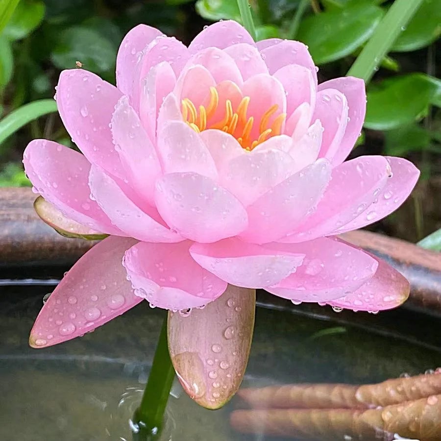 🌸[7 days germination]💐The Sacred Bonsai Bowl Lotus Flower