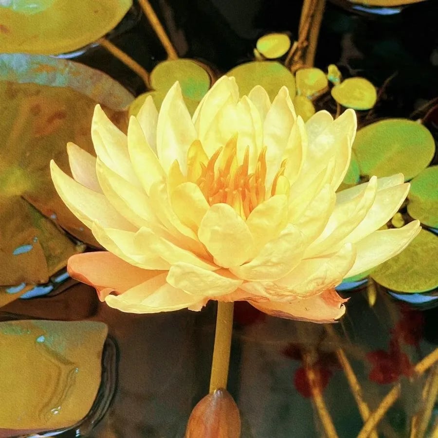 🌸[7 days germination]💐The Sacred Bonsai Bowl Lotus Flower