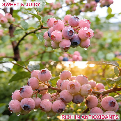 💟Premium Pink Blueberry Seeds