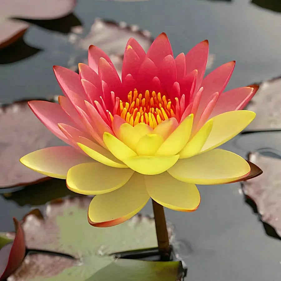 🌸[7 days germination]💐The Sacred Bonsai Bowl Lotus Flower
