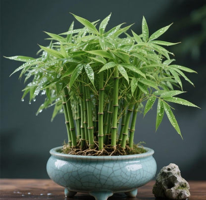 🎍Lucky Bamboo Cypress Seeds – Hardy, Easy-Grow Evergreen for Garden & Home