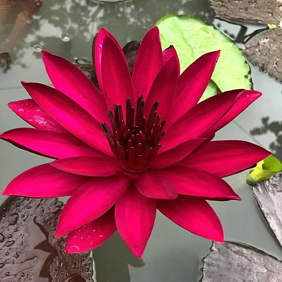 🌸[7 days germination]💐The Sacred Bonsai Bowl Lotus Flower