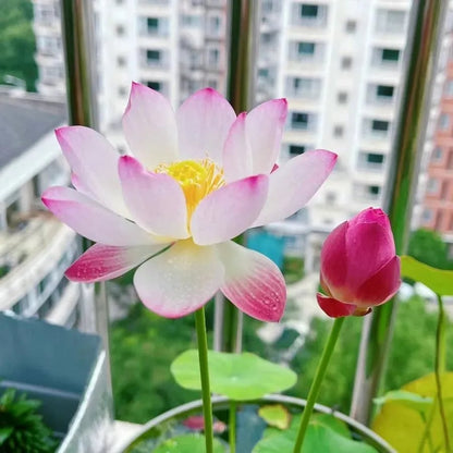 🌸[7 days germination]💐The Sacred Bonsai Bowl Lotus Flower