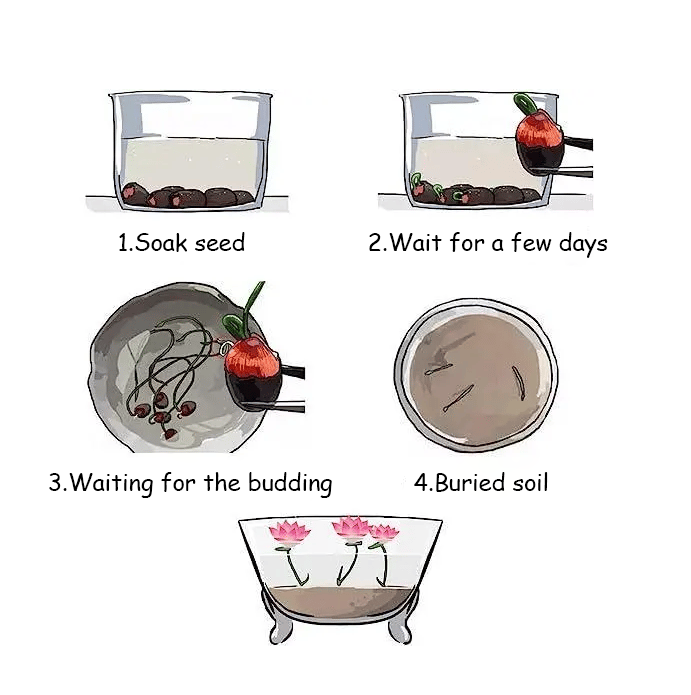 🌸[7 days germination]💐The Sacred Bonsai Bowl Lotus Flower